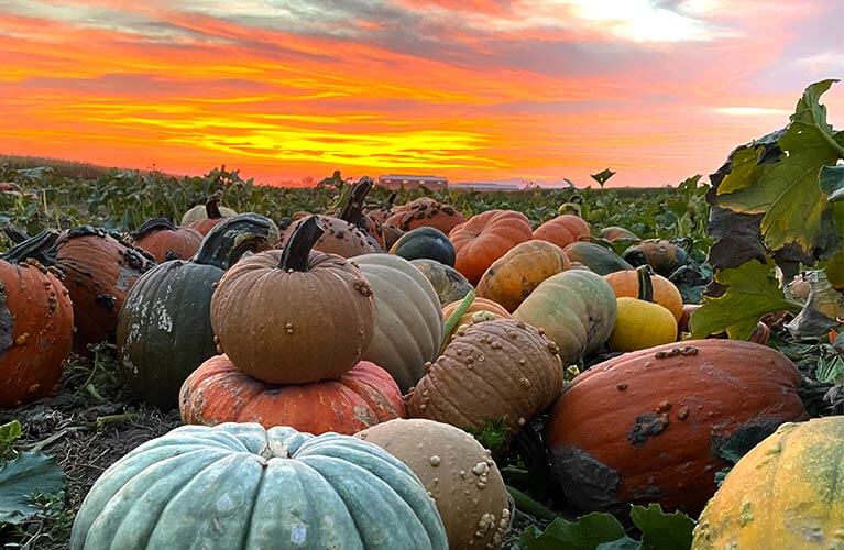 The Fall Pick-your-own Pumpkin Harvest at Gibson's Green Acres in Ogden, UT just north of Salt Lake City