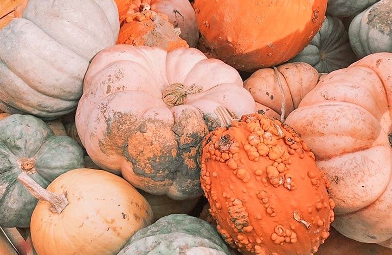 The Fall Pick-your-own Pumpkin Harvest at Gibson's Green Acres in Ogden, UT just north of Salt Lake City